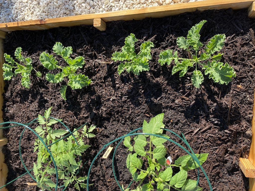 Easy Backyard Garden