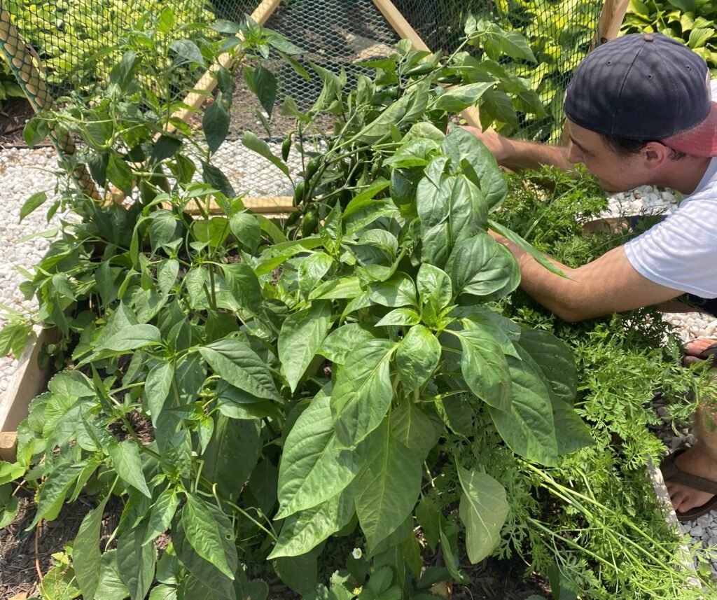 Easy Backyard Garden